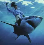 sharkbustin.webp