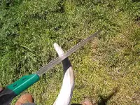 blowing horn 002.webp