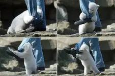 PolarBearAttack.webp
