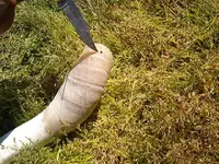 blowing horn 006.webp