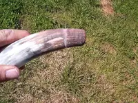 blowing horn 008.webp