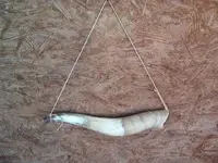 blowing horn 009.webp