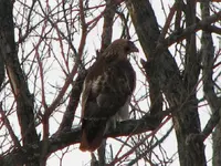 red tail 09 003.webp