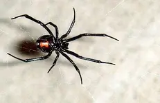 Black_Widow_11-06.webp