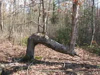 MarkerTree.webp