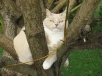 Taffy in the tree.webp
