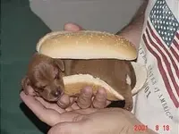 cuteanimals.webp
