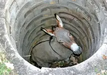 Ass Hole.webp