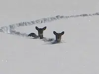 winter deer.webp