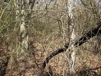 NeedPruningShearsToHuntHere.webp