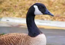 Goose1resize2.webp