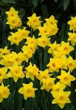 Daffodils.webp