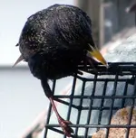 boy starling.webp