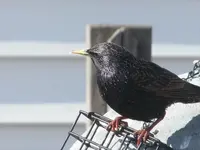 boy starling 2..webp