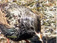 girl starling.webp