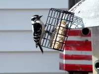 little pecker.webp