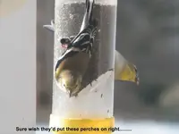 topsy-turvy finches.webp