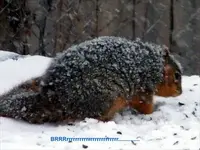 brrr.webp