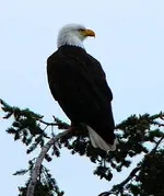 Eagle2.webp