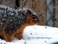 thief.webp