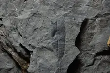 Fossil.webp