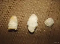 bullets 001.webp