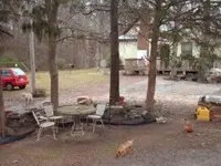 dogs in the yard.webp
