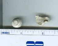 musketball2.webp