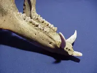 hog lower jaw.webp