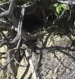 rattle snake den.webp