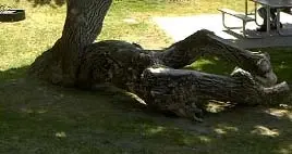 Naughty tree.webp