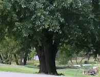 maple-tree.webp