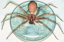 spi_brown_recluse_coin.webp