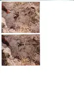 gatorinmud.webp