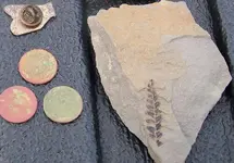 fossil05142.webp