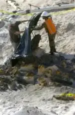 shipwreck1.webp