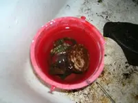 soakingstuff.webp