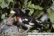 grosbeak.webp