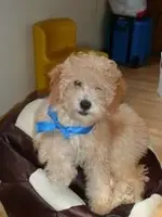 Toby.webp