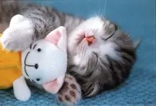 ATT00004.webp