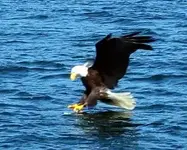 eagle.webp