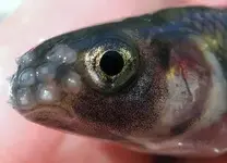 zzminnow.webp