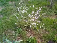 flowers 001.webp