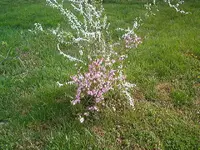 flowers 002.webp