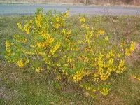flowers 004.webp