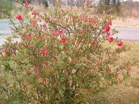 flowers 005.webp
