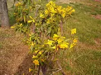 flowers 007.webp