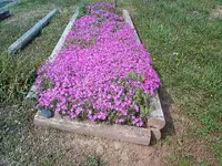 flowers 008.webp