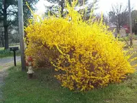 flowers 009.webp
