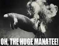 huge-manatee.webp